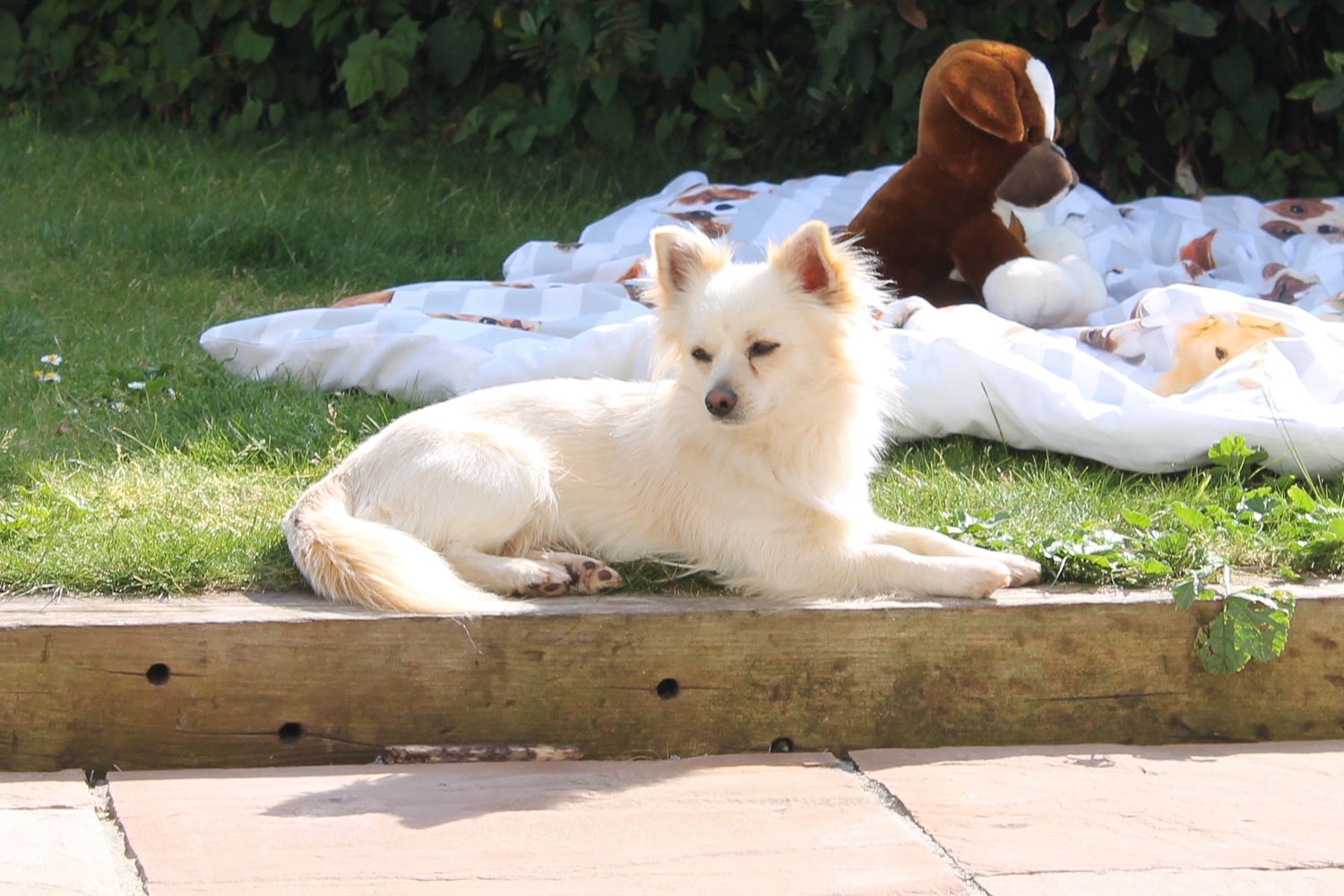 JDW20170510_153729_JDW_20170510_153729_JDW20170510_153729_JDW20170510_153729_sunbathing-in-the-garden_34240156990_o
