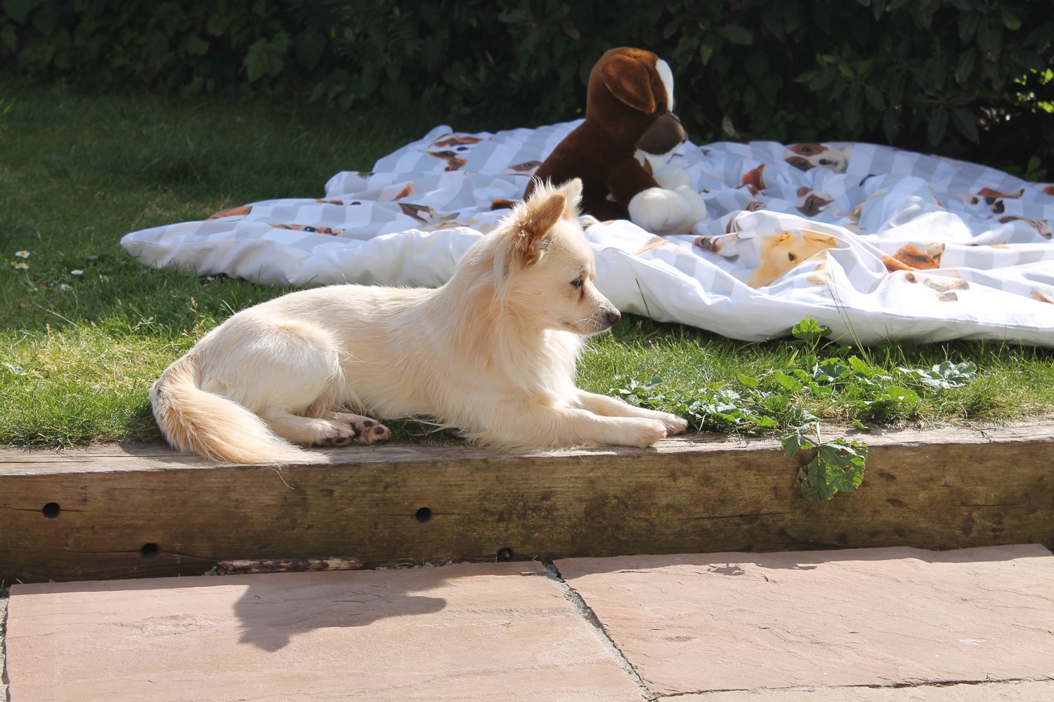 JDW20170510_153737_JDW_20170510_153737_JDW20170510_153737_JDW20170510_153737_sunbathing-in-the-garden_34584746956_o