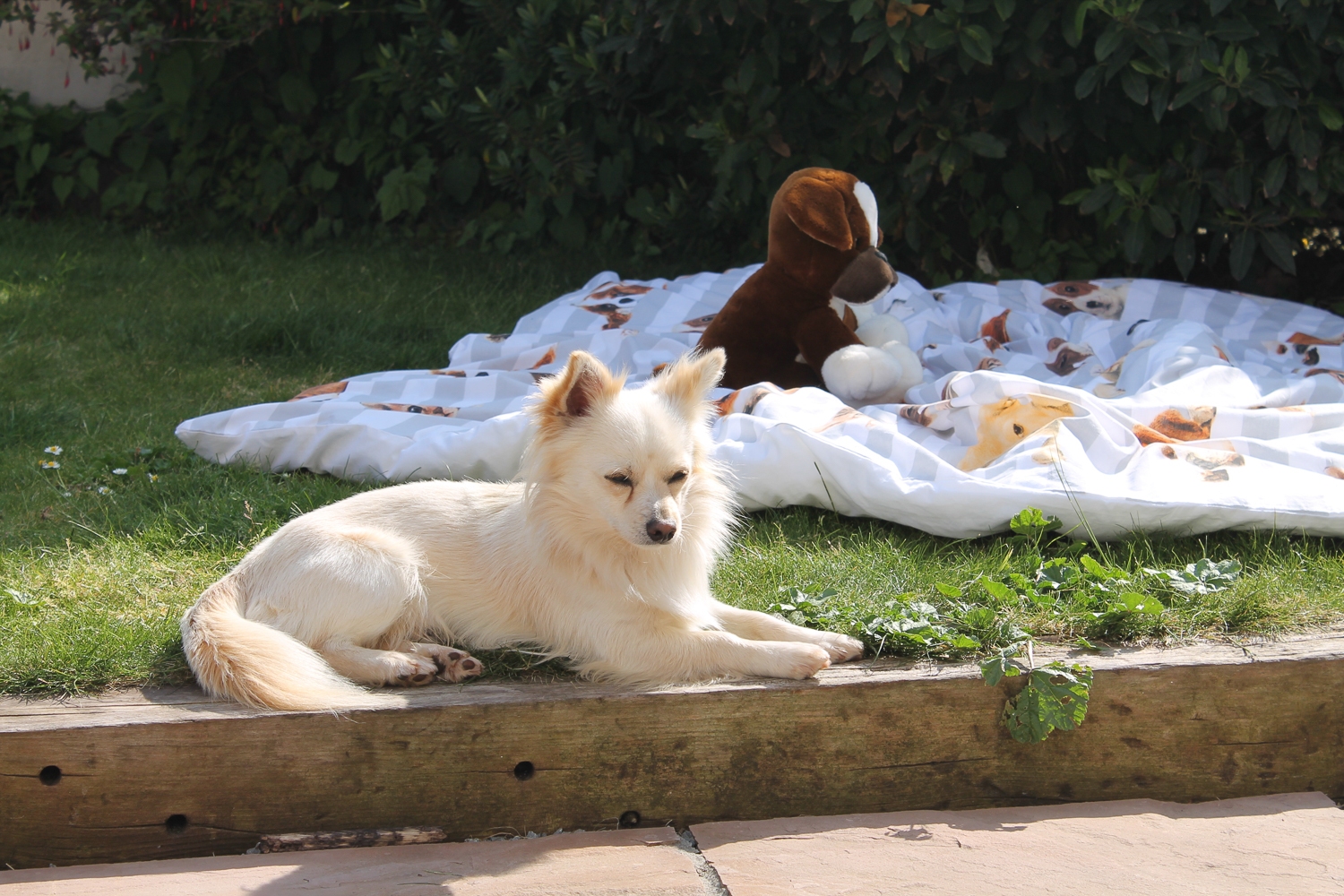 JDW20170510_153743_JDW_20170510_153743_JDW20170510_153743_JDW20170510_153743_sunbathing-in-the-garden_34626222645_o